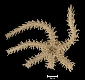 Media type: image;   Invertebrate Zoology OPH-4781 Description: Bottom up view of single ophiuroid specimen with a scale bar.;  Aspect: ventral